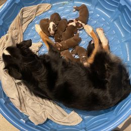 Australian Shepherd and Poodle Puppies from The Mason Farm