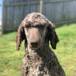 Coco - Poodle