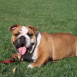 Charlie - Bulldog