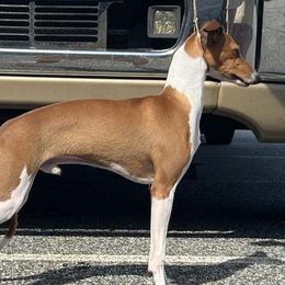 Winston - Italian Greyhound