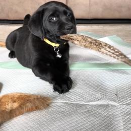 Labrador Retriever Puppies from Sula Peak Water Dogs LLC