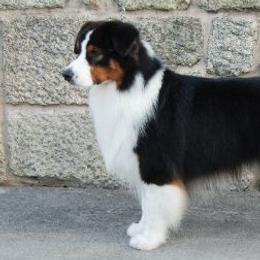 Australian Shepherds from Bayouland Australian Shepherds