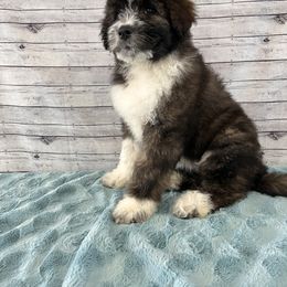 Aussiedoodle Puppies from Soap Creek Kennels