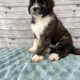 Aussiedoodle Puppies from Soap Creek Kennels