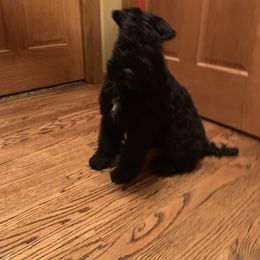 Kerry Blue Terrier Puppies from Watch Em’ Spar Kerry Blue Terriers