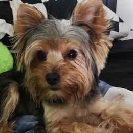 Todd - Yorkshire Terrier
