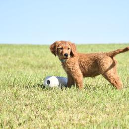 Girl 6 - female Golden Retriever puppy in Milan, Tennessee from Ivy League Golden Retrievers