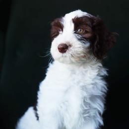 Bella - female Aussiedoodle puppy in Redding, California from Farmstead Doodles