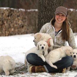 Golden Retrievers from Kernow Goldens