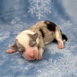 Prancer- fluffy coat - Blue merle and white female American Corgi puppy in Waskom, Texas from Piney Woods Corgis