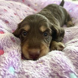 Dachshund Puppies from AJs Doxies