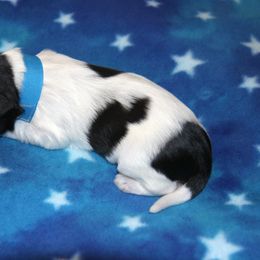 Schapendoes Puppies from Dream Star Schapendoes