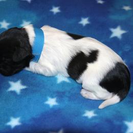 Schapendoes Puppies from Dream Star Schapendoes