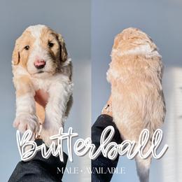 Butterball - Fawn and white male Sheepadoodle puppy in Republic, Missouri from DOOD & Co