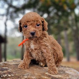 Fritz - Red  male Goldendoodle puppy in Pittsburg, Texas from Grace Springs Goldendoodles