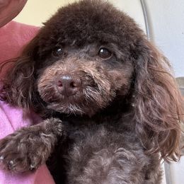 Kokomo - Poodle