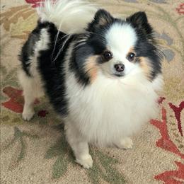 Maybeline - Tri-colored female Pomeranian puppy in Burton, Michigan from Ranger's Pomeranians