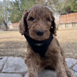 Goldendoodles from Haylee’s Pups & Paws