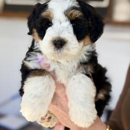 Hermes - male Australian Mountain Doodle puppy in Spanish Fork, Utah from Little Puppy Co.
