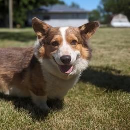 American Corgis, Cardigan Welsh Corgis, and Pembroke Welsh Corgis from Chloe's Colorful Corgis