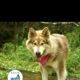 Alaskan Malamute puppies from North Shore Alaskan Malamutes