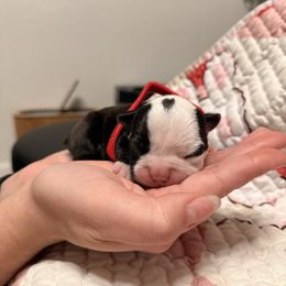 Red - Black and white male Boston Terrier puppy in Hialeah, Florida from K&N Boston Paws