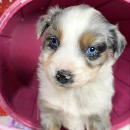 Heidi - Blue merle female Australian Shepherd puppy in Vail, Iowa from Homegrown Huskies