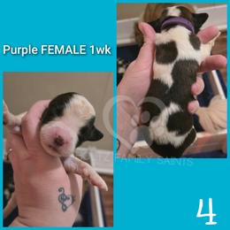 Purple FEMALE - White and brown female Saint Bernard puppy in Kaukauna, Wisconsin from Holtz Family Saints