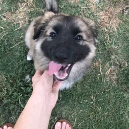Shiloh Shepherd Puppies from Super Nova Shilohs