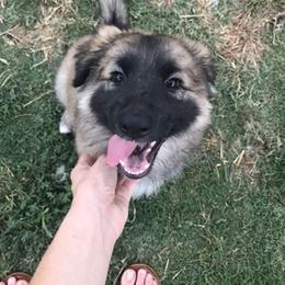 Shiloh Shepherd Puppies from Super Nova Shilohs