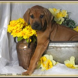 Pink Female - Rd whtn blk nose female Rhodesian Ridgeback puppy in Caldwell, Texas from Mardi Gras Rhodesian Ridgebacks