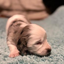 Deckel - Dapple male Dachshund puppy in El Cajon, California from Lisa Buxton