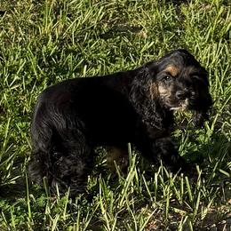 Girl 1 - Black white and tan female Cocker Spaniel puppy in Defuniak Springs, Florida from Anastasia Knight's Cocker Spaniels
