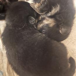 Pomeranian Puppies from Silver’s Reigning Heir Poms