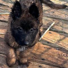 Belgian laekenois puppy Mr. Ruby - Fawn sable male Belgian Laekenois puppy in Ball Ground, Georgia from Coswald's