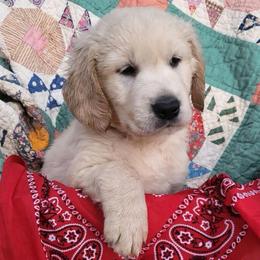 5th pick of the boys from the Soda Pop Pups - Golden male Golden Retriever puppy in Fithian, Illinois from LOMAH Retrievers