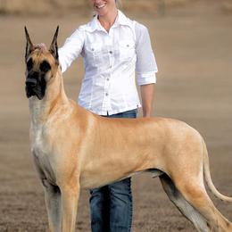 Great Danes from CAB Danes