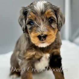 Puppy Pick 1 - Merle male Bernedoodle puppy in Sugar Hill, Georgia from Deep Creek Doodles
