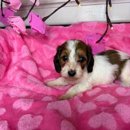 Megan - Piebald female Dachshund puppy in Lake City, Florida from My Ditzy Doxies of Florida