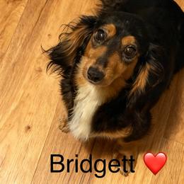 Bridgett - Dachshund