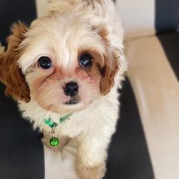 Noah - Blenheim male Cavapoo puppy in Van Alstyne, Texas from Home Grown Puppies