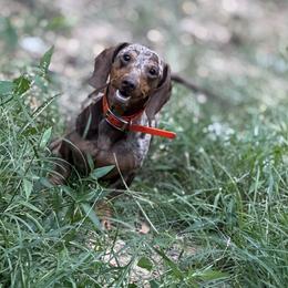 Dutton - Dachshund