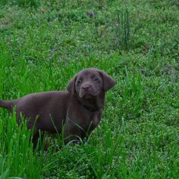 Labrador Retriever Puppies from Southern River Labradors