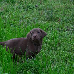 Labrador Retriever Puppies from Southern River Labradors