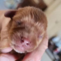 Blue - Ruby male Cavalier King Charles Spaniel puppy in Albany, Oregon from Hit Parade Cavaliers