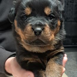 Boy 1 - Black and mahogany male Rottweiler puppy in De Witt, Iowa from Irish Eyes Kennels