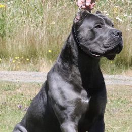 Dexter - Cane Corso