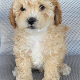 Curly - Gold male Shihpoo puppy in Limestone, Tennessee from Pilot Hill Teddy Bear Puppies