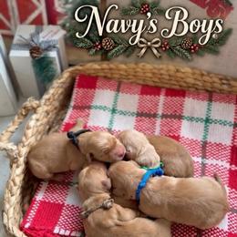 Spruce - Dark golden male Golden Retriever puppy in San Bernardino, California from Thegoldendreams1