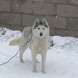 Solo - Siberian Husky